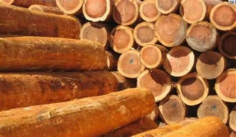 Lutte contre l’exploitation illégale au Togo : des produits forestiers saisis mis aux enchères dans un cadre réglementé