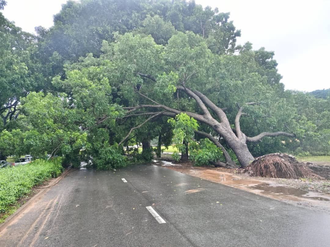 Lomé : circulation perturbée sur le boulevard Eyadéma après la chute d’un arbre, les services techniques mobilisés