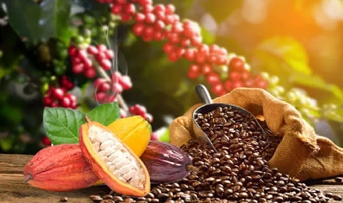 Café et cacao : le CCFCC annonce les prix indicatifs pour la deuxième quinzaine d’octobre