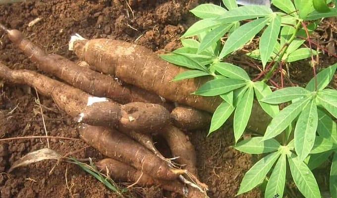 Filière manioc : le Burkina Faso exprime un besoin de 80 000 tonnes auprès des acteurs togolais